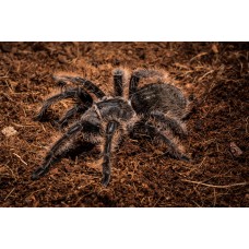 Tarantula de pelo rizado 